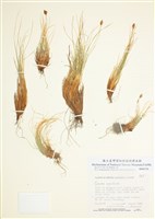 藏品(甘松薹草)的圖片